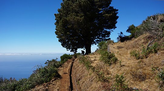 Wanderweg auf einem Berghang mit einem großen Baum am Wegesrand und Blick auf das Meer unter blauem Himmel.