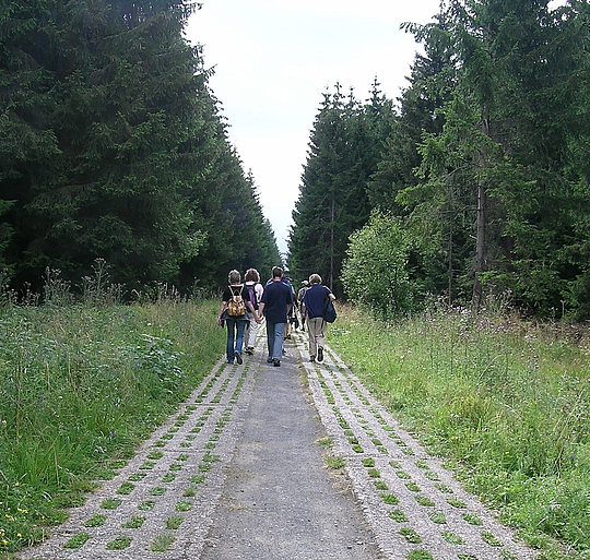 Gruppe von fünf Personen geht auf einem gepflasterten Weg durch einen Wald mit hohen Nadelbäumen