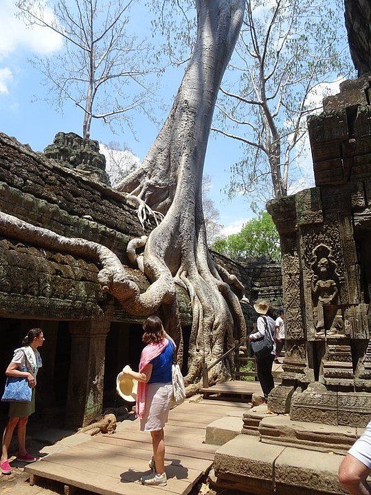Großer Baum mit ausladenden Wurzeln wächst auf alten Steinruinen, Menschen stehen auf Holzsteg daneben.